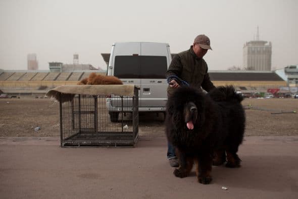 Como todas las razas de perros gigantes, sus proporciones son su mayor cualidad y al mismo tiempo, el mayor impedimento para manejarlos. No son fáciles de adiestrar, sobre todo porque su tamaño impide al dueño reprenderlo como a cualquier otro perro.