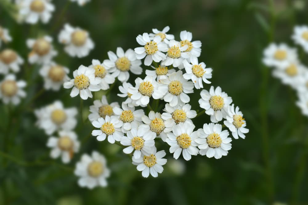 También es importante que sea uno y no otra persona (como un jardinero) quien la siembre, para lograr una conexión personal. Nuestras manos le transmitirán nuestra energía personal. Además, al hacerlo no debemos estar tristes o con algún dolor porque los resultados no podrían ser los óptimos.