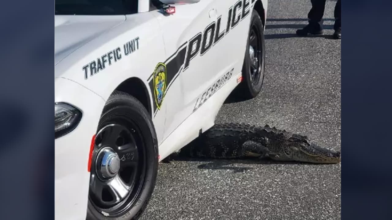 Caimán intenta huir y queda atrapado debajo de una patrulla 