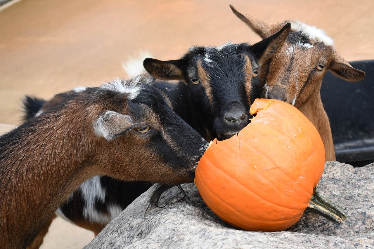 A las cabras enanas africanas del zoológico les encantaba recibir golosinas de Halloween: calabazas.