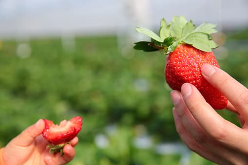 <a href="http://jollisantfarm.com/strawberry-picking/"><b>Jollisant Farms</b></a>
<b> - Plantersville, Texas</b> 
<br>Por lo general, tienen disponibles fresas de febrero a junio. Además, cuentan con diversas actividades para la familia.