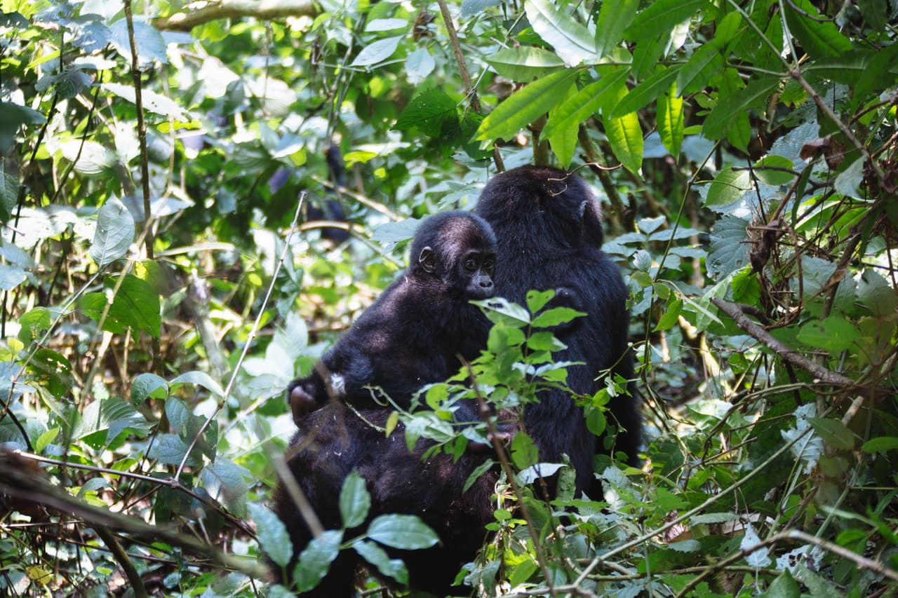 Una cría transportándose sobre la espalda de su madre representa la esperanza para el futuro de esta especie gracias a los exitosos esfuerzos de conservación.