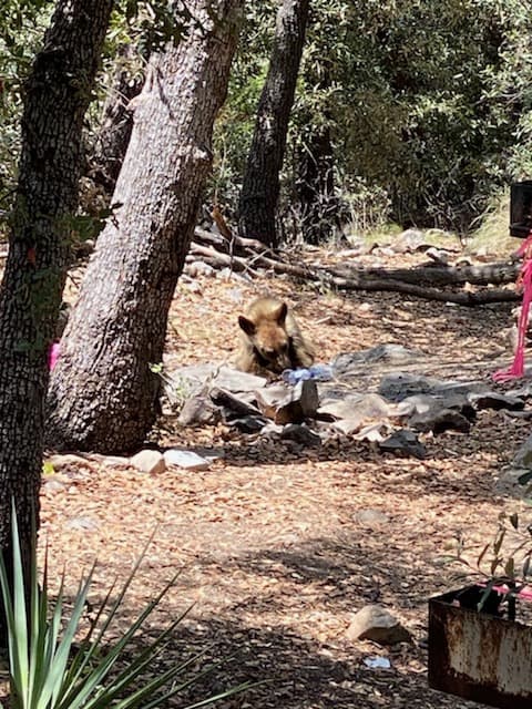 “Aunque su pelaje pueda variar de color,
<b>el oso negro es la única especie de osos que vive en Arizona.</b> El desarrollo urbano y la deforestación son los principales causantes de la pérdida de su hábitat y consiguiente presencia en zonas pobladas
<b>. Los osos tienen excelente olfato y les encanta la comida de los humanos, por eso es importante minimizar olores atrayentes para evitar atraerlos”, explica Denise Cavero, </b>portavoz del
<a href="https://www.azgfd.com/wildlife/livingwith/bears/" target="_blank">Departamento de Pesca y Vida Silvestre de Arizona</a> (AZGFD, por sus siglas en inglés).
<br>
