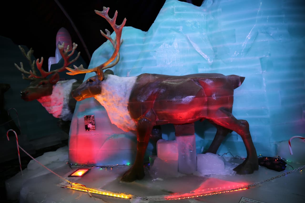 Los renos corren velozmente (no vuelan como en las películas de Papá Noel) y pueden llegar a alcanzar una velocidad de hasta 80 km por hora, sobre todo si son perseguidos o sienten la presencia de algún depredador.