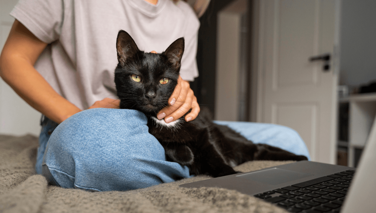 Tanto y perros y gatos, así como todos los animales, merecen ser tratados con amor y respeto