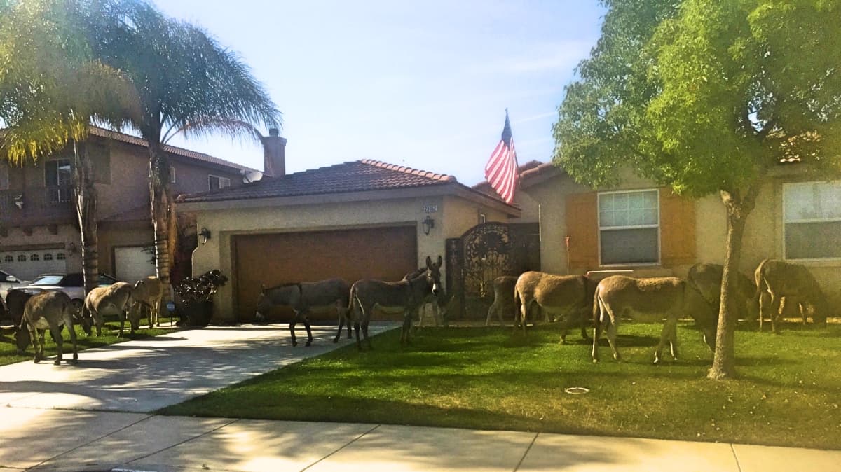 Burros silvestres en el patio de casas de Moreno Valley.