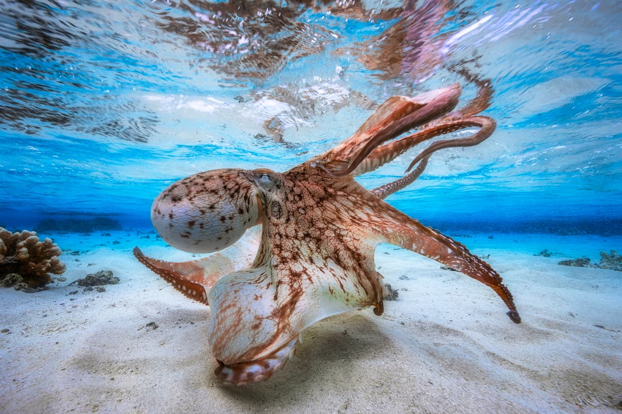 Pulpo danzante - Ganador, Fotógrafo submarino del año 2017. El fotógrafo Gabriel Barathieu retrató a este pulpo mientras nadaba en las aguas de la Isla Mayotte, durante sus mareas bajas de primavera.