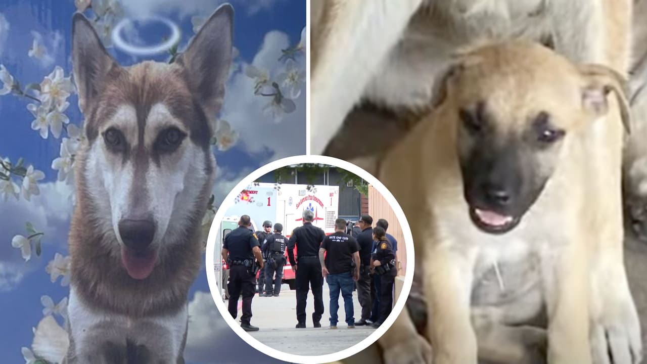El sospechoso de matar a dos perritos en San Antonio se dispara a sí mismo cuando intentaban arrestarlo