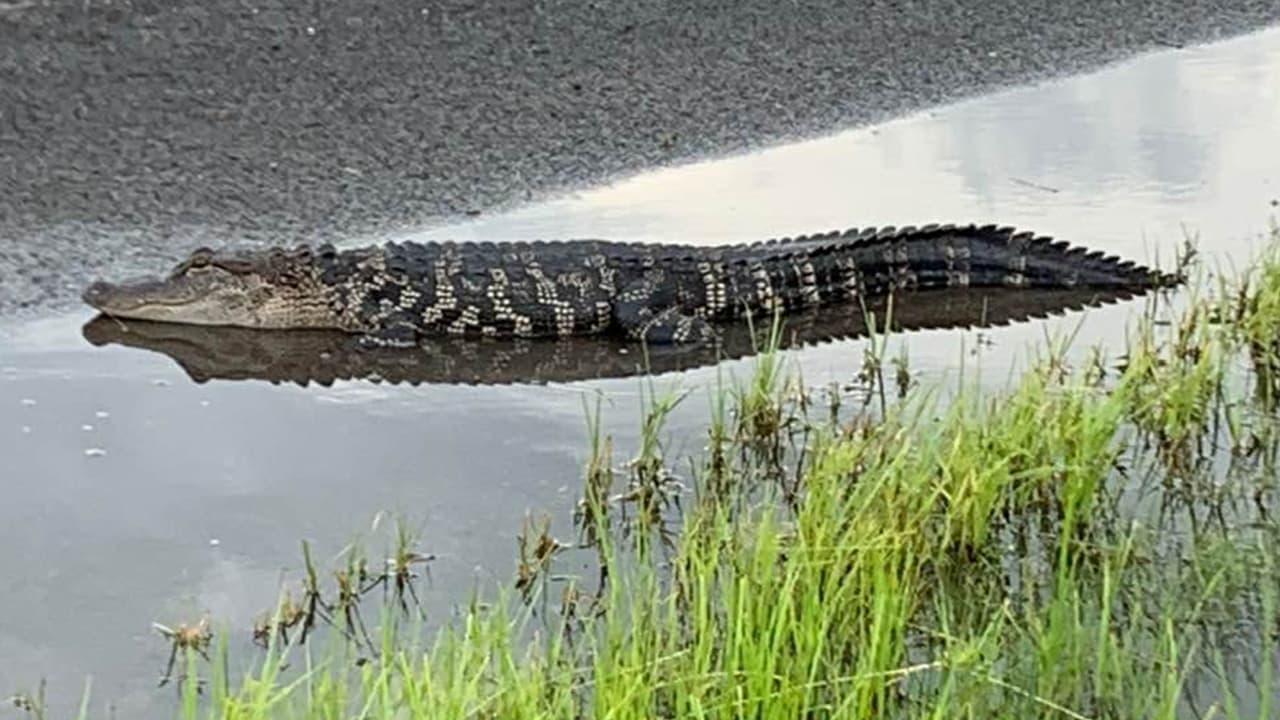 En este caso el reptil fue visto en la carretera en Feeder Road.