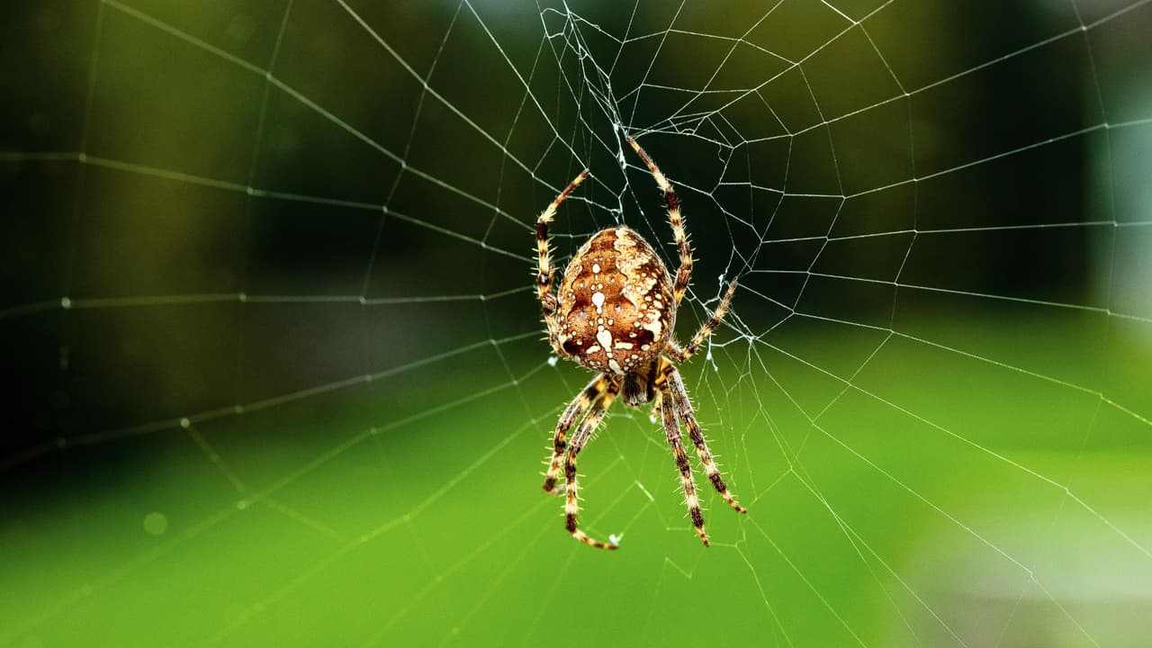 <h3 class="cms-H3-H3">🕷️ ¿Cuándo llamar a un profesional? </h3>
<br>Si ves muchas arañas en casa, encuentras una Reclusa Parda o Viuda Negra, o si tienes dudas sobre qué especie es, lo mejor es consultar con un especialista en control de plagas.
<b>Ellos pueden identificar los focos de infestación y ayudarte a eliminarlas de forma segura.</b>