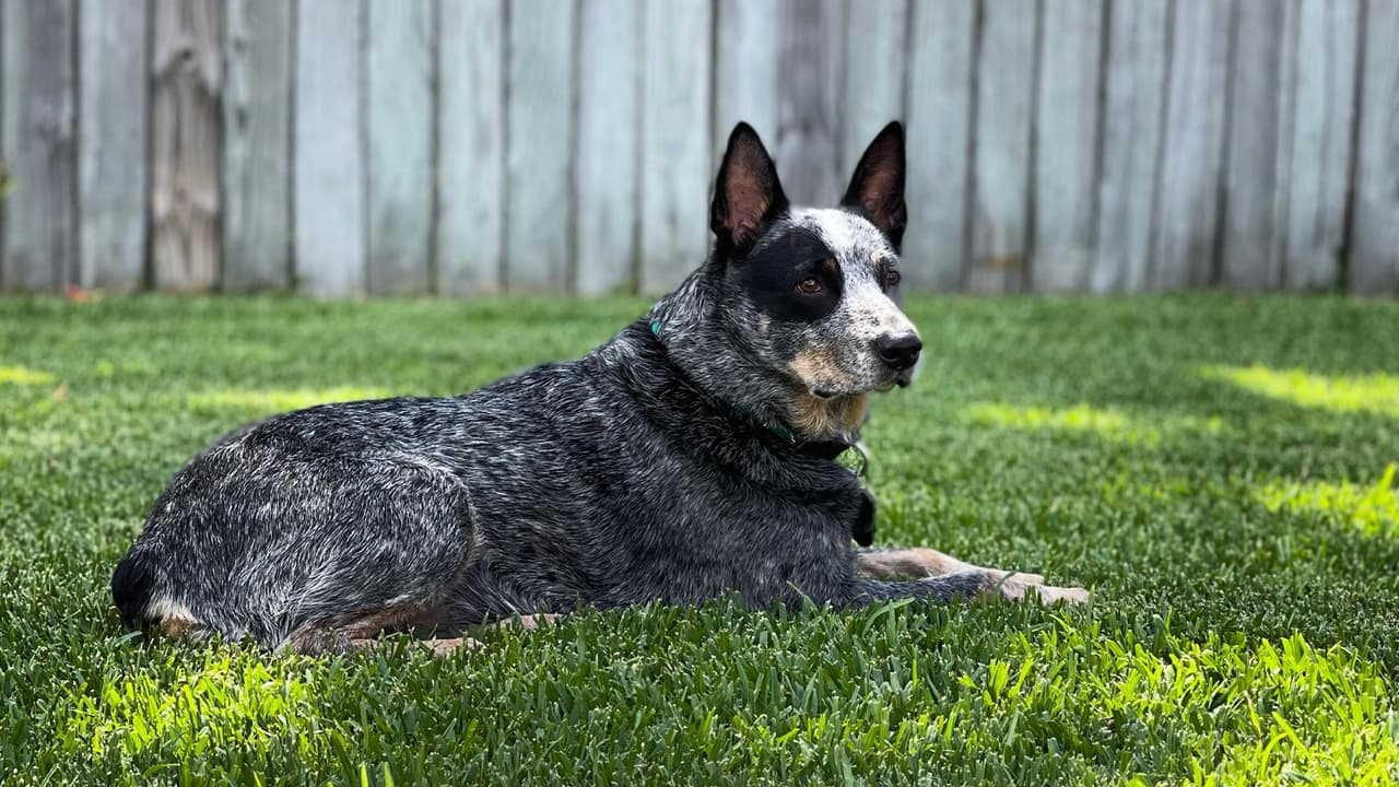 El microchip en la mascota dura toda la vida implantado y no es necesario cambiarlo, puede durar hasta unos 75 años.