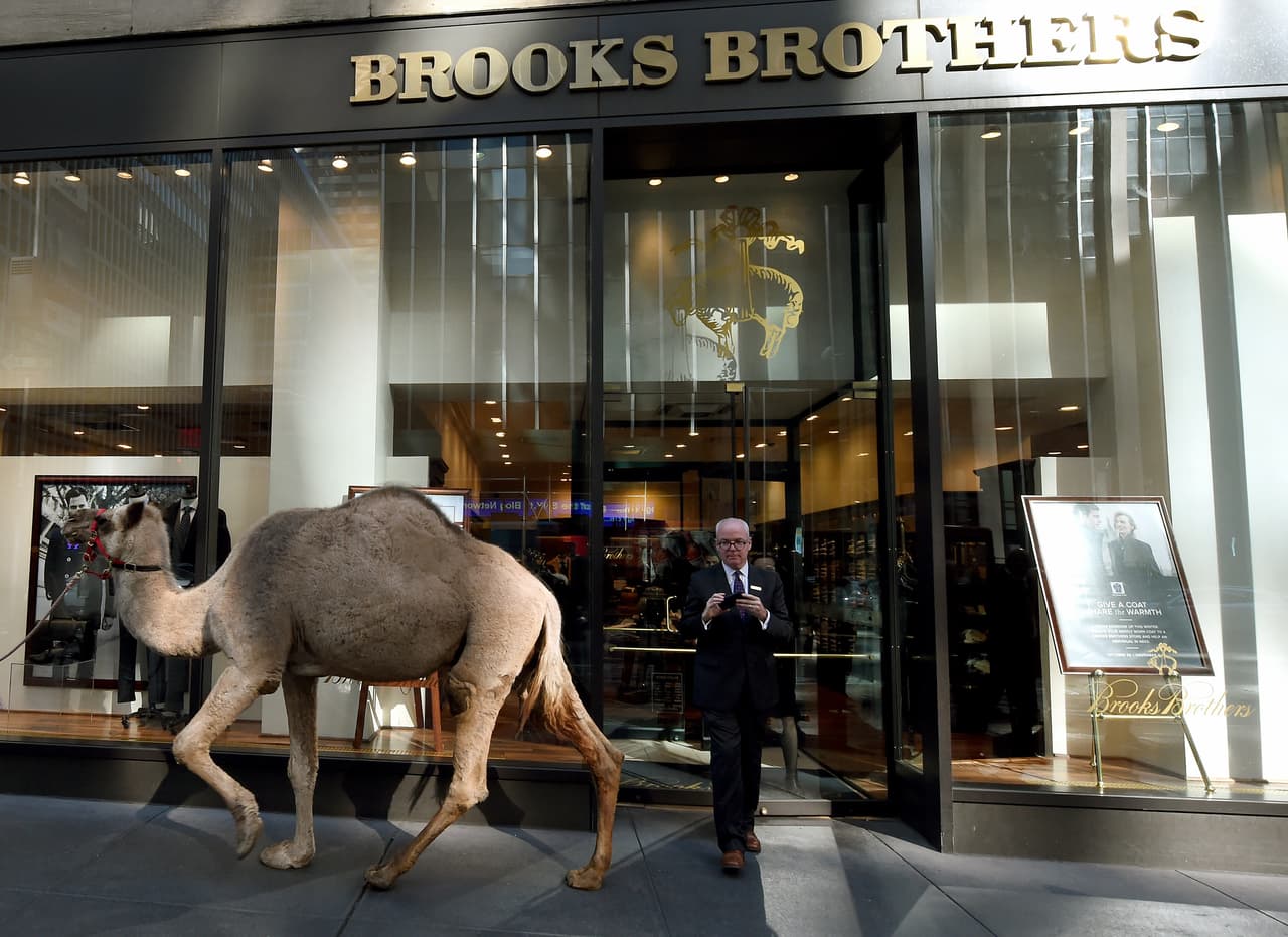 Unos más grandes, otros más menuditos, pero fueron varios los camellos que desfilaron hacia el evento con el arzobispo Dolan.