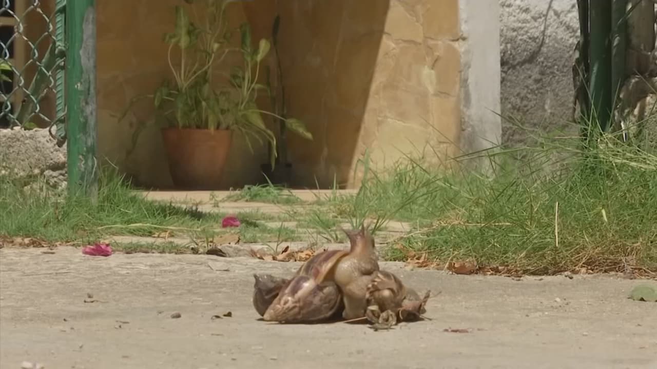 Cubanos obligados a comer caracoles africanos en medio de la crisis 