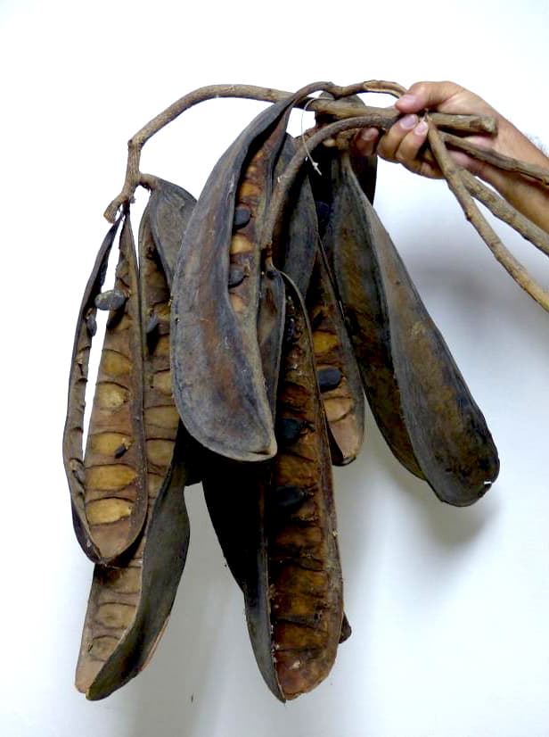 Sólo se han encontrado 25 ejemplares en el área protegida. El inmenso árbol produce frutos de casi 20 pulgadas (medio metro) de longitud.