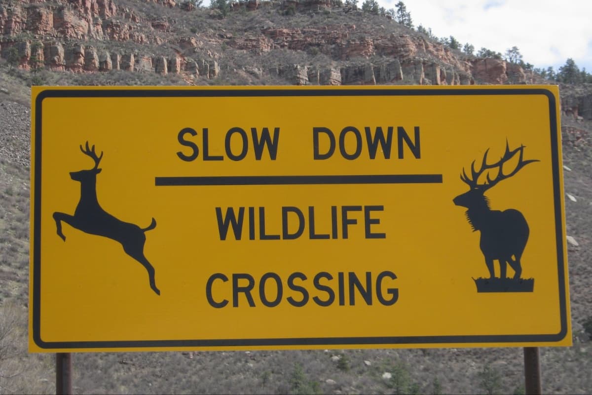 En algunas carreteras cercanas a las zonas donde los alces y otros animales caminan en busca de comida, existen letreros para pedirle a los conductores que tengan cuidado. Un accidente pone en riesgo su vida y la del animalito también.