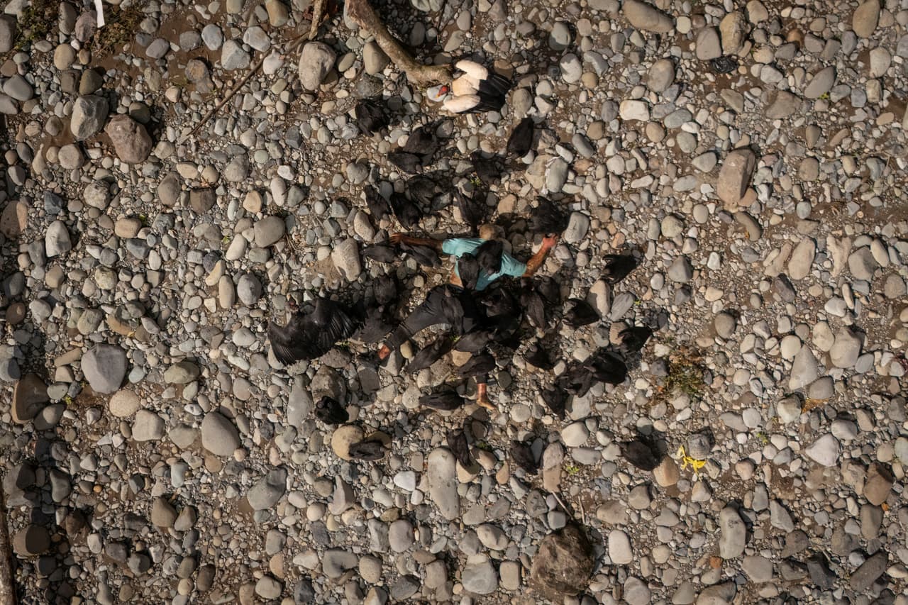 Buitres rodean el cadáver de un hombre a orillas del río Tuquesa cerca de Bajo Chiquito, Panamá, en una foto de noviembre de 2024. Es el sitio donde llegan los migrantes tras cruzar el Tapón del Darién desde Colombia en su viaje hacia EEUU. El Proyecto Migrantes Desaparecidos informó de
<a href="https://www.univision.com/noticias/inmigracion/tapon-darien-ruta-a-estados-unidos-la-usan-mas-migrantes">141 muertes conocidas en el Darién en 2023,</a> probablemente una fracción del número real por las dificultades para informar y recuperar cadáveres. El gobierno panameño estima que medio millón de personas cruzaron la región en 2023.