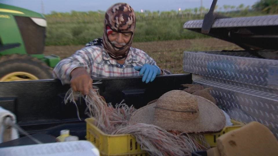 Jose Delgado prepares for his shift picking sweet potatoes in Homestead, Florida.
<br>
