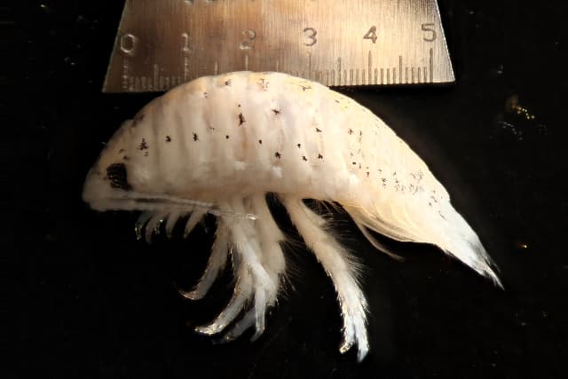 Un 'mini-tiburón': este diminuto crustáceo 'comepie' acecha a los bañistas en el sur de California