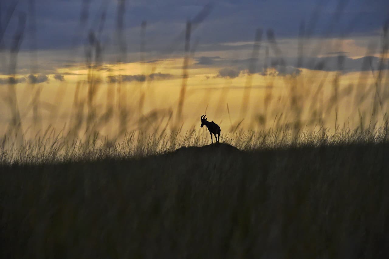 Esta experiencia multisensorial y única permite a los amantes de los animales vagar por las amplias llanuras de África.
<br>