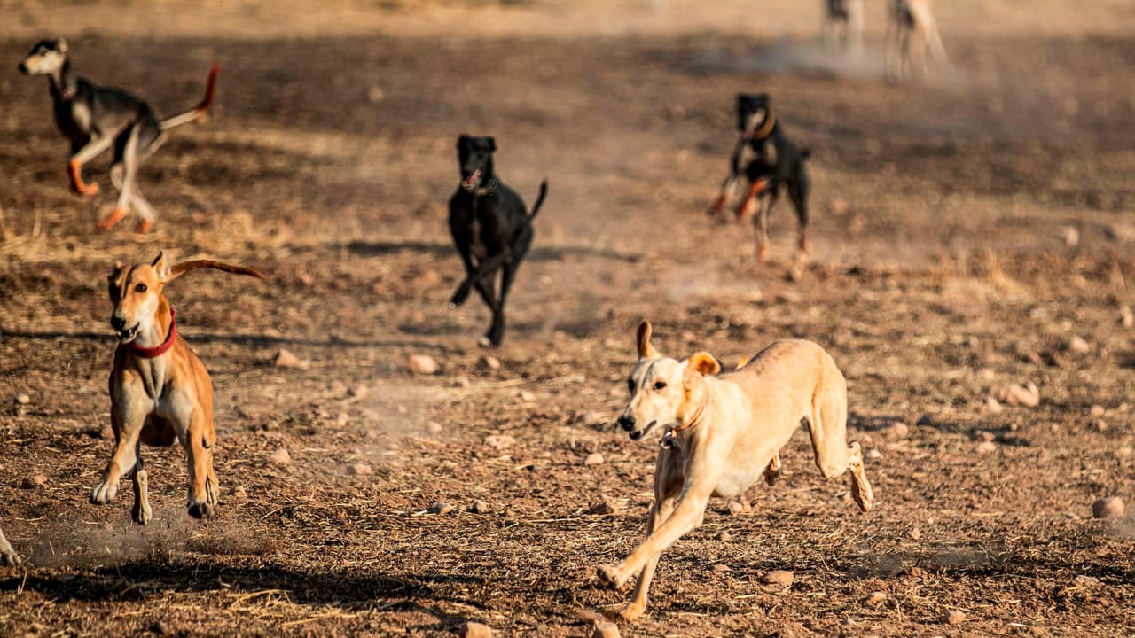 Desconocidos liberan perros del Centro de Control Animal de Bakersfield