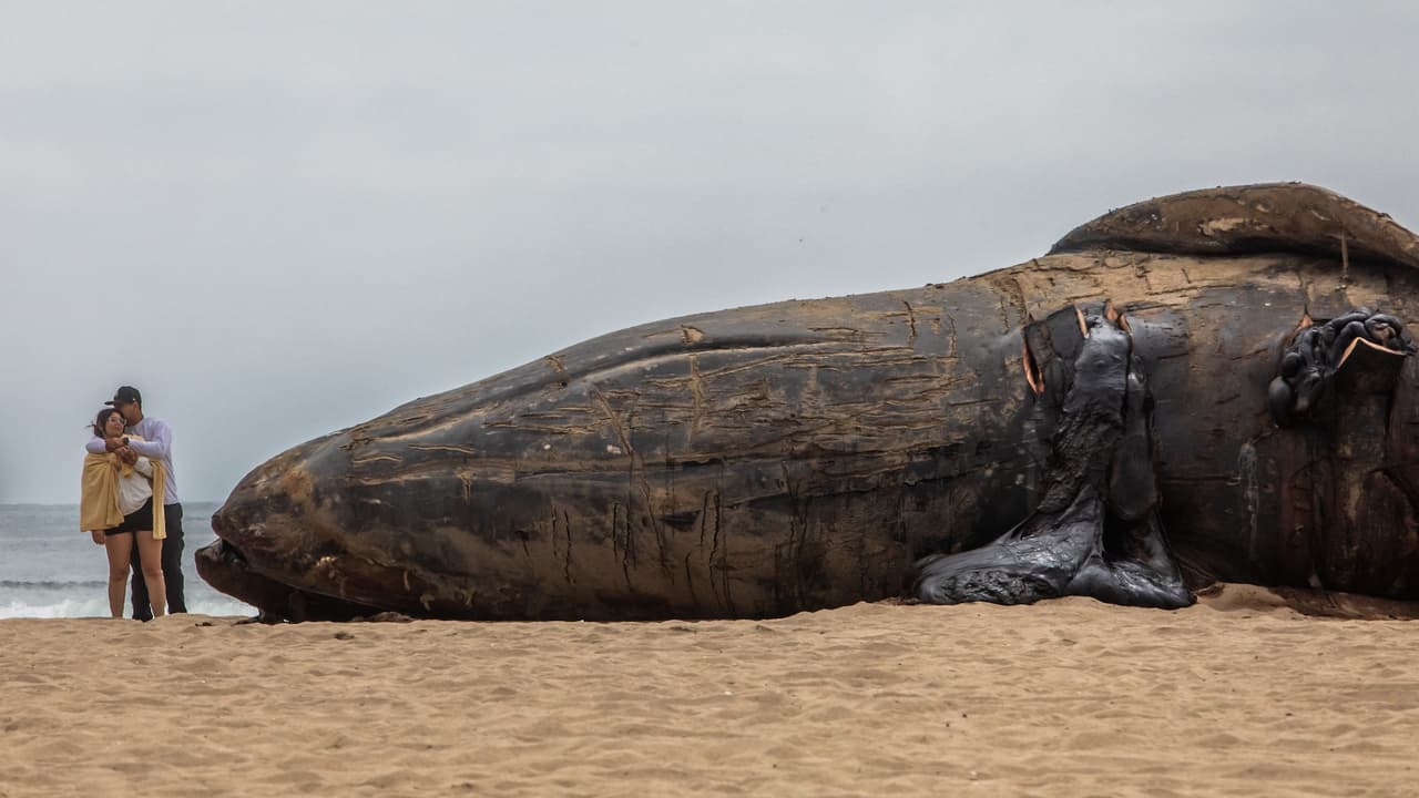 La necropsia fue realizada por el Centro de Mamíferos Marinos del Pacífico; no se encontraron indicios de colisiones, mordidas ni afecciones visibles en la ballena, que aparentaba buena salud.