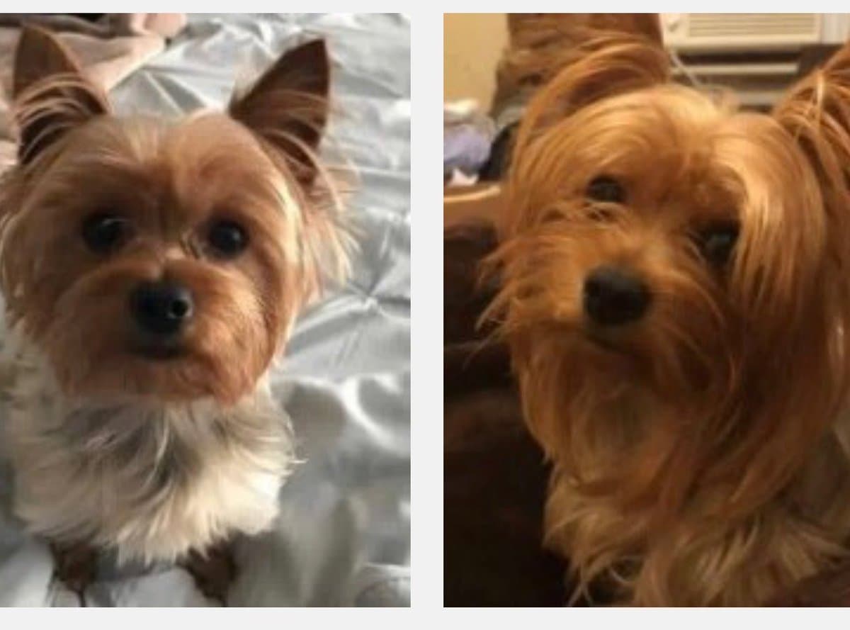 A punta de pistola roban a un perrito mientras lo paseaban en Nueva Jersey