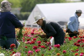Georgia quiere activar ley de solo inglés en oficinas públicas del Estado