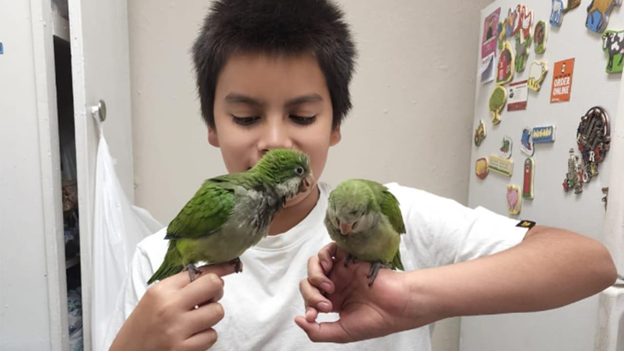 <b>Juan Castro</b>: Son mi mejores amigos y me siento responsable de cuidarlos porque me los regalaron para mi cumpleaños.