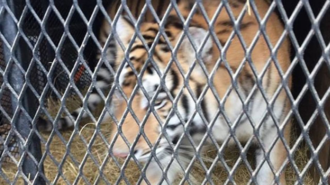 El misterio del tigre hallado en una residencia abandonada en el sureste de Houston