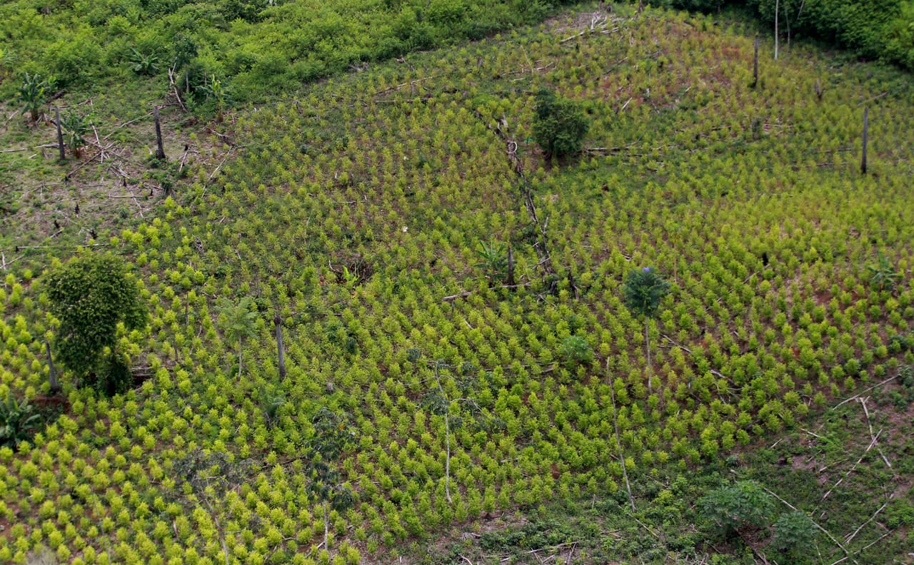 BOG206. TUMACO (COLOMBIA). 28/04/2017. Vista aérea hoy, viernes 28 de abril de 2017, de un predio con cultivos ilícitos en una vereda del municipio de Llorente en Tumaco (Colombia). La Policía colombiana presentó hoy un plan para combatir cultivos ilícitos en la región de Tumaco, que incluye la erradicación manual, sustitución voluntaria de la coca y recompensas hasta por 125 mil millones de pesos. EFE/LEONARDO MUÑOZ