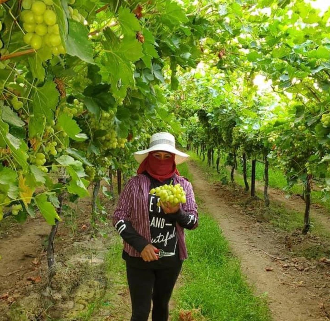 Y en algunos lados, 
<b><a href="https://www.facebook.com/hernandezfarmslaborinc/photos/a.2299695580244749/2749451351935834/" target="_blank">el pago de la tabla esta a 20 centavos</a></b>, o bien pagan $13 por hora en algunos campos. 
<b>Ella es Claudia de Bakersfield, </b>y dice estar agradecida pese a todo. Aunque debe enfentar la adversidad de trabajar durante la pandemia del coronavirus y en medio del humo derivado de los incendios, afirma 
<b>estar agradecida de poder seguir proveyendo a su familia. </b>Espera continuar sana y segura.