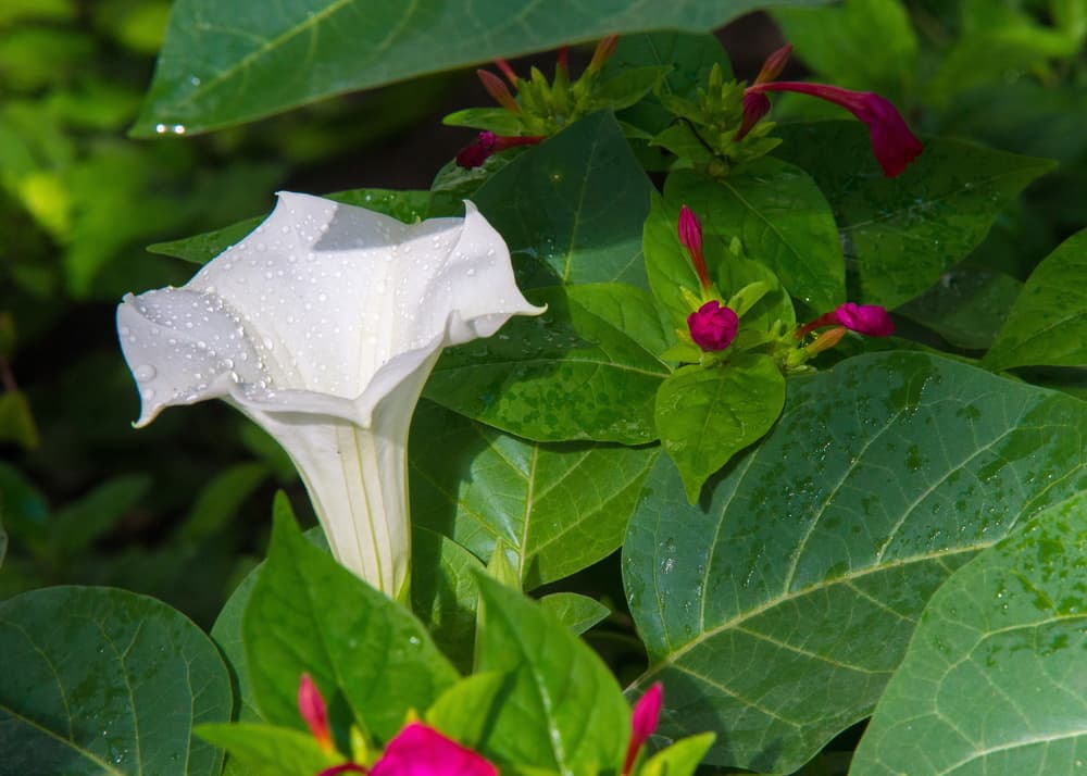 Hasta estos días en algunas culturas y tribus mexicanas en zonas de sierras y selvas, su uso es frecuente no sólo en rituales como el mencionado sino hasta como ingrediente en comidas. Aunque conocen bien los efectos negativos y secundarios del toloache, para varias comunidades esta planta es como un "regalo del cielo" y rechazarlo sería un insulto.