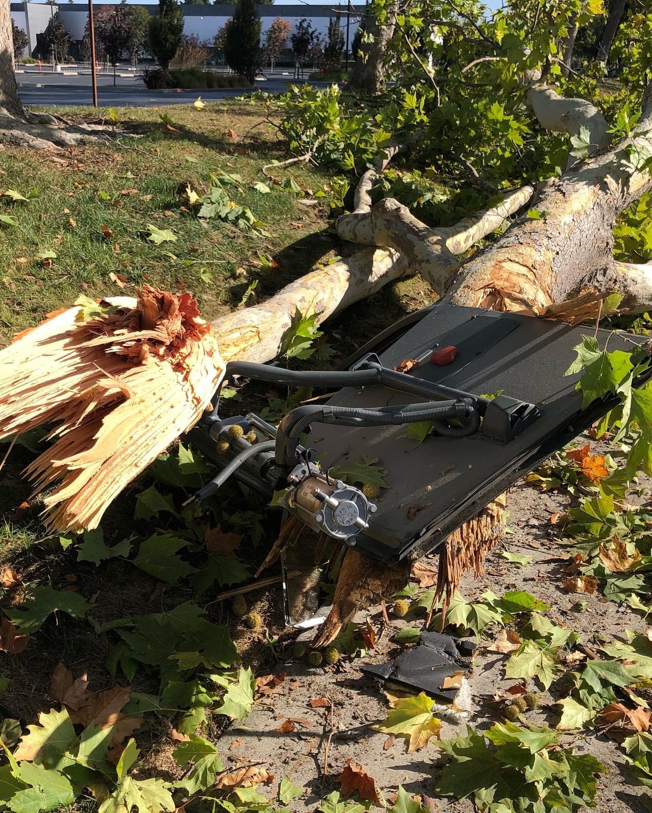 Fue así como terminó con un árbol encajado en la parte delantera. 
<br>