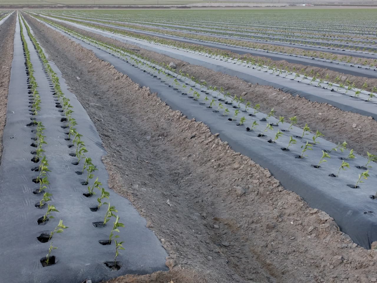 Coachella es un desierto situado en un valle irrigado para aprovechamiento agrícola. Estadounidenses de origen hispano han constituido la mayoría de la población de la zona por décadas.