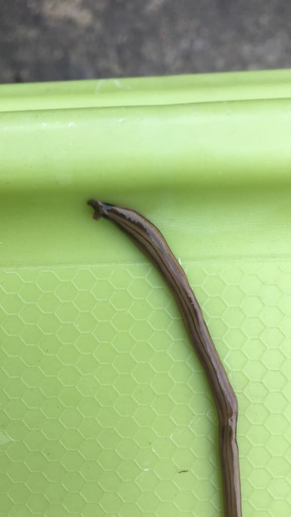 Un estudio proveniente de la Universidad Estatal de Utah, comprobó que esos gusanos producen tetrodotoxina, la misma neurotoxina mortal del pez globo.