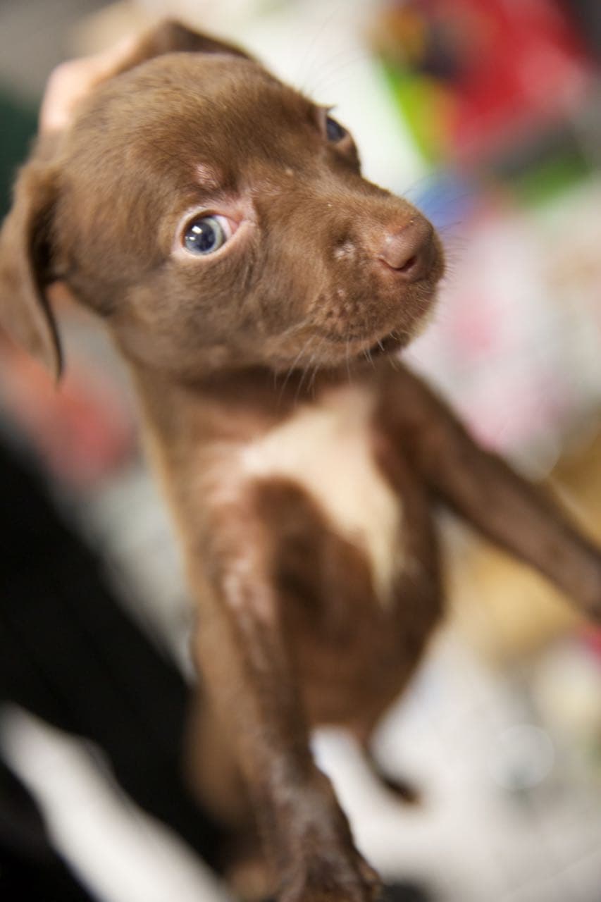 Bill Sellers, de la oficina del control de animales dijo que este caso era uno de los peores que había presenciado en todos sus años de carrera.