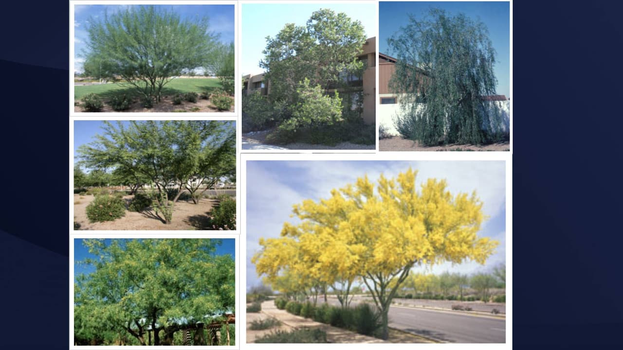 El Proyecto Salt River le ofrece a sus clientes dos árboles, de 4 a 6 pies, para ser plantados en el exterior de sus viviendas. Uno de los requisitos es que los participantes deben asistir a un taller gratuito, disponible en ingles y español, 
<a href="https://www.srpnet.com/energy/rebates/shadetreetypes.aspx" target="_blank">para aprender a cómo plantar y cuidar de sus árboles</a>. 
<br>