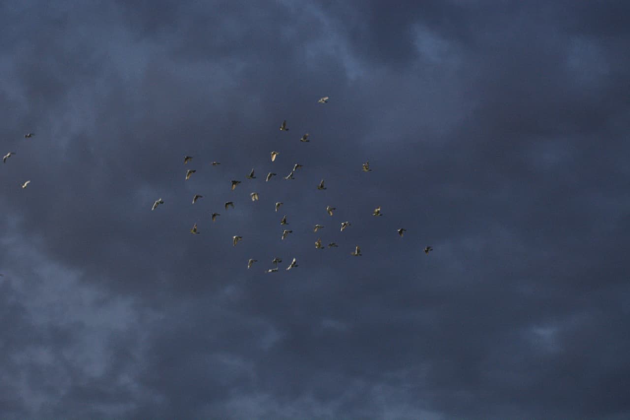 Palomas en el aire llevarán ese mensaje de amor al cielo, el sitio que ahora acoge a los campeones del Chapecoense. Esto hizo parte de la ceremonia en Medellín.