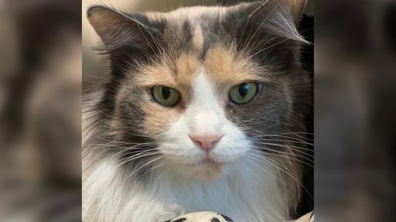 Hola, soy Araya, una gatita de pelo largo de 7 años. Si bien puedo ser distante, una vez que me dejas acostumbrarme, me gusta llamar la atención.