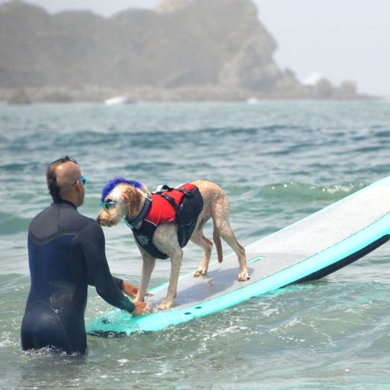 Los perros y sus dueños no solo compitieron por diversión. Según los organizadores del evento, las ganancias irán a organizaciones sin fines de lucro que apoyan a perros, el deporte del surf y el cuidado del medioambiente.