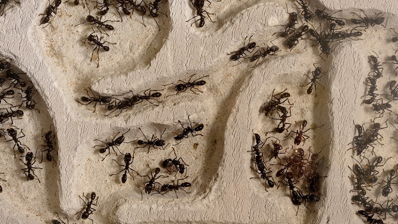 Y de las hormigas de fuego porque son capaces de crear estructuras complejas simplemente con su cuerpo, uniéndose entre ellas para formar tanto uniones sólidas, como uniones flexibles.