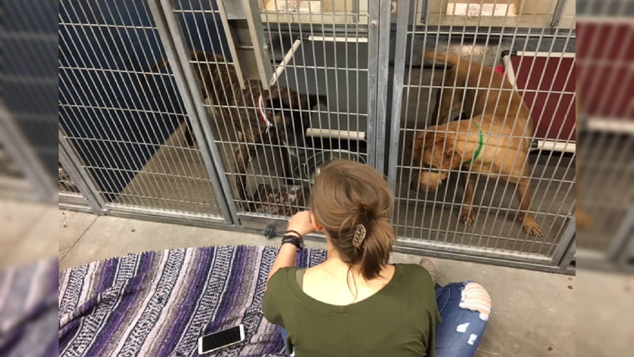 Buscan voluntarios para estar con perros de refugio ante las festividades de Año Nuevo