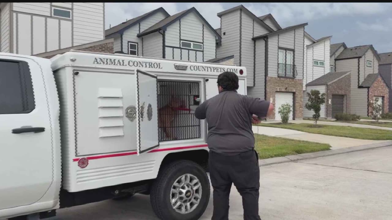 Abuela y nieta sufren heridas tras ser mordidas por el perro de la familia en Houston