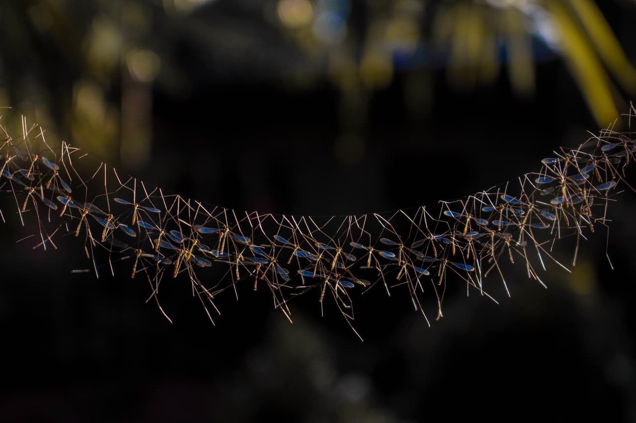 Un grupo de tíuplas (familia Tipulidae) cuelgan de lo que parece ser una tela de araña. Imágen por Breech Asher Harani de las Filipinas.