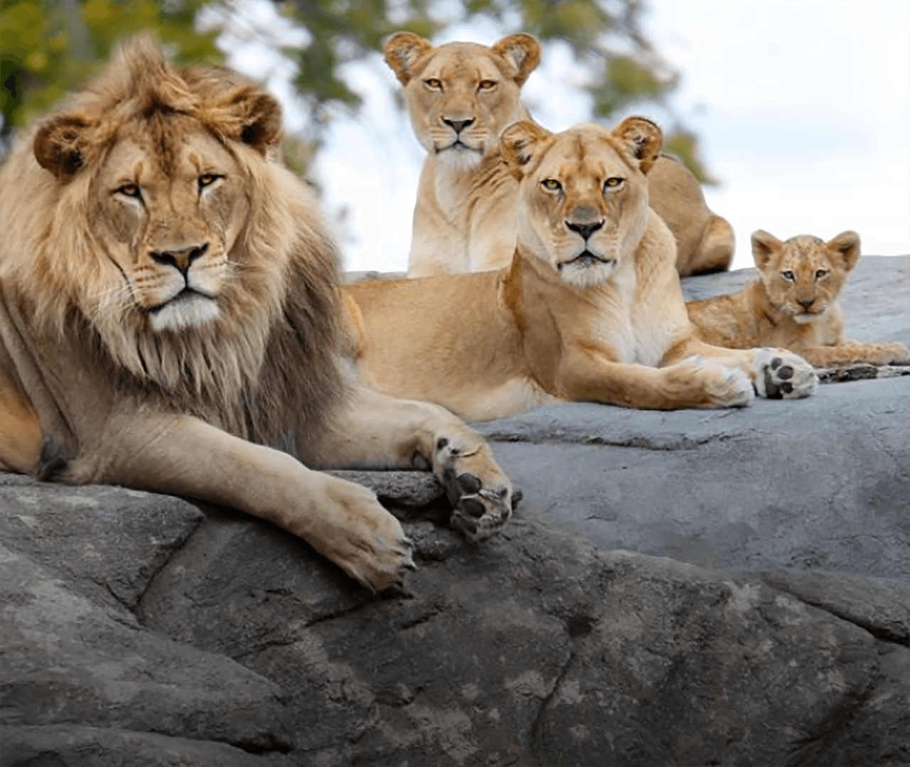 El zoológico de Fresno también exhibe a varios ejemplares de leones africanos.