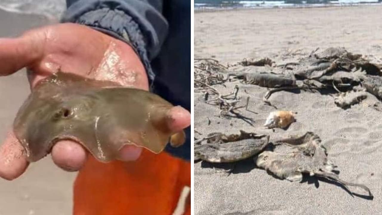 Denuncian aparición de rayas muertas en Huatabampito, Sonora, tras escándalo por arrancarles el aguijón