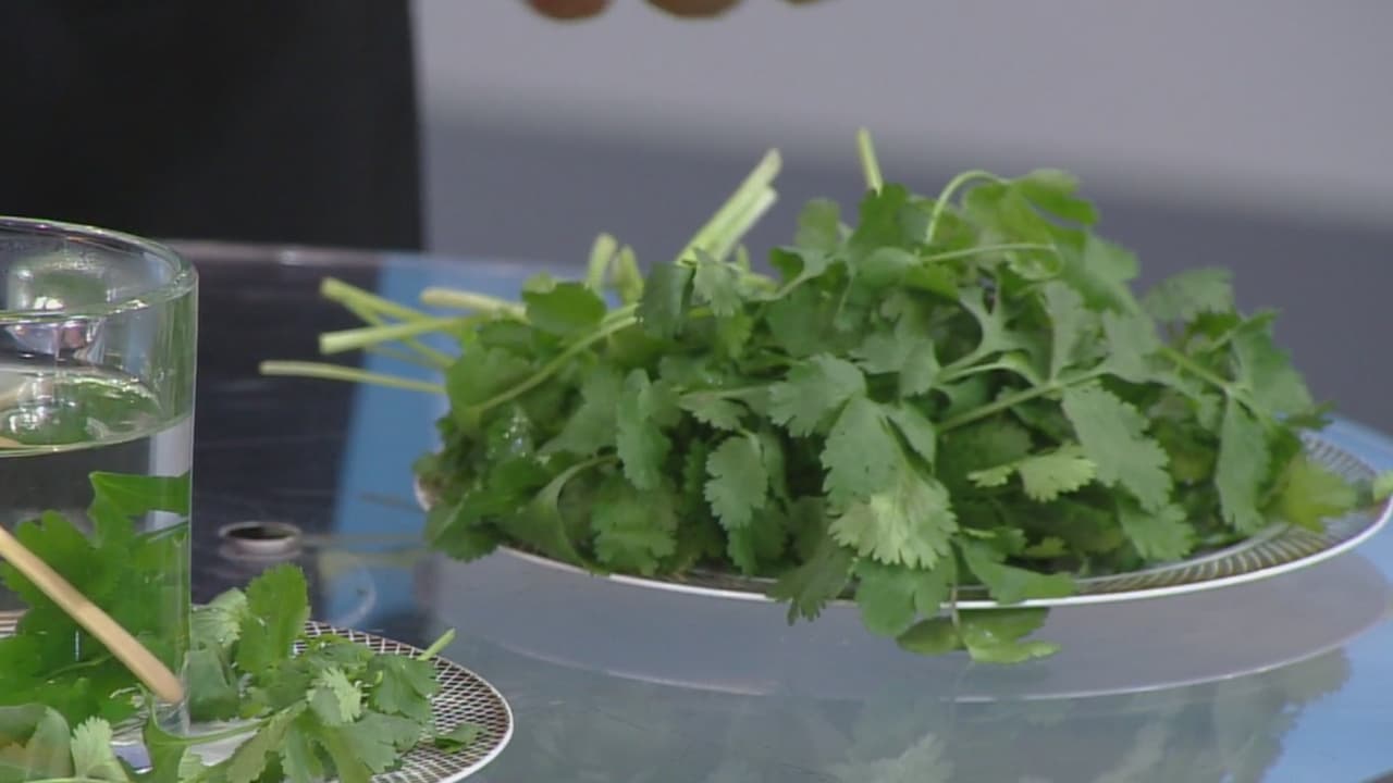   12 razones por las que el cilantro no puede faltar en tu casa (beneficios para tu salud)
