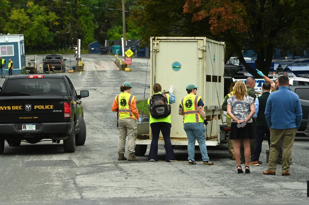 Antes del operativo de rescate, el Departamento de Conservación Ambiental del Estado de Nueva York había recibido reportes desde que el sábado, 26 de septiembre, el alce fue visto en Poestenkill, un pueblo con menos de 5,000 residentes.
<br>
<br>El domingo, el mamífero fue divisado en Wynantskill, otra comunidad con cerca de 4,000 residentes. El lunes, los reportes lo ubicaron cerca de la salida 8, por la autopista Interestatal 90 y al día siguiente fue rescatado en Troy.