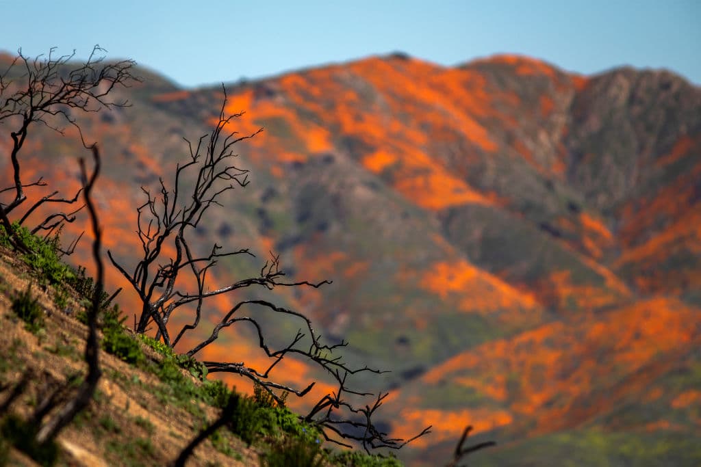 Las usualmente áridas colinas se han llenado de color con este superflorecimiento.