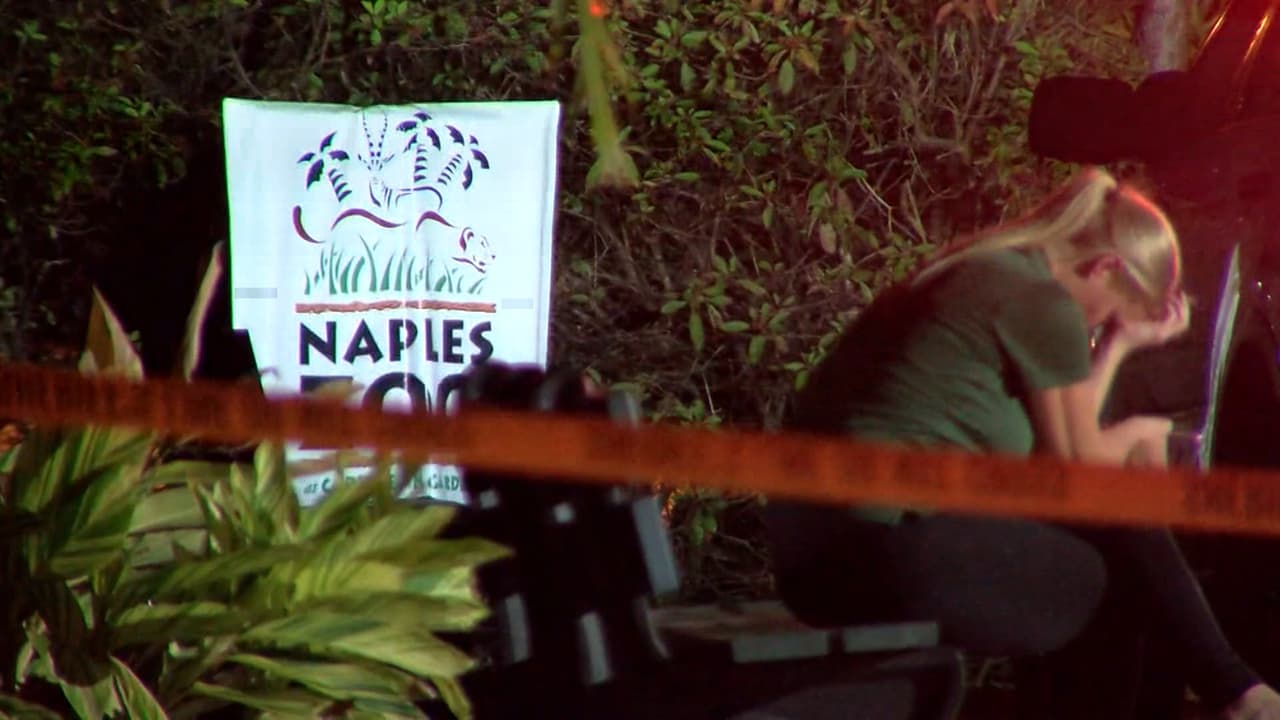 <b>En video: <b>Un tigre ataca a un trabajador de la limpieza que entró en un área restringida en un zoológico de Florida</b></b>
<br>
<br>El empleado del servicio de limpieza, de 20 años, fue trasladado en helicóptero a un hospital cercano por heridas graves. El tigre malayo fue abatido por un agente de la oficina del sheriff al tratar sin éxito de separar el trabajador y el animal tras recibir el aviso del zoológico de Naples.